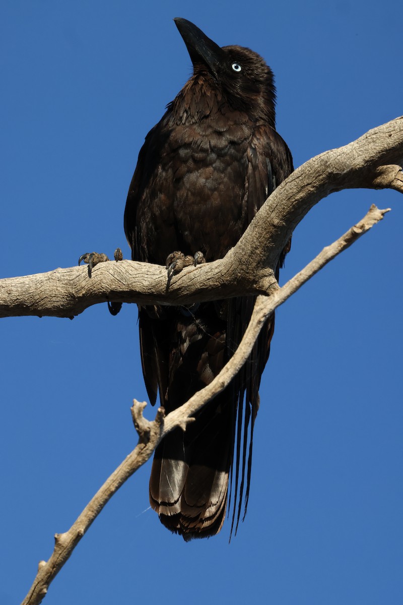 Little Crow - ML643687070