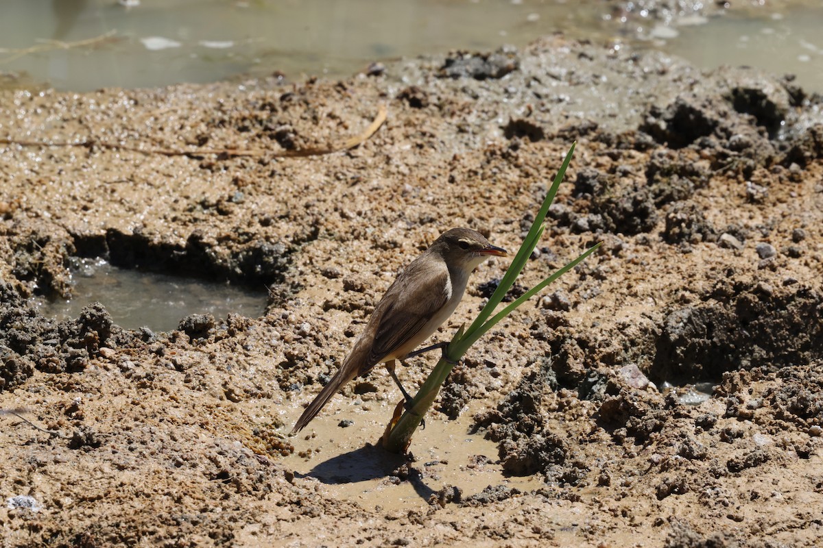 Australian Reed Warbler - ML643687076