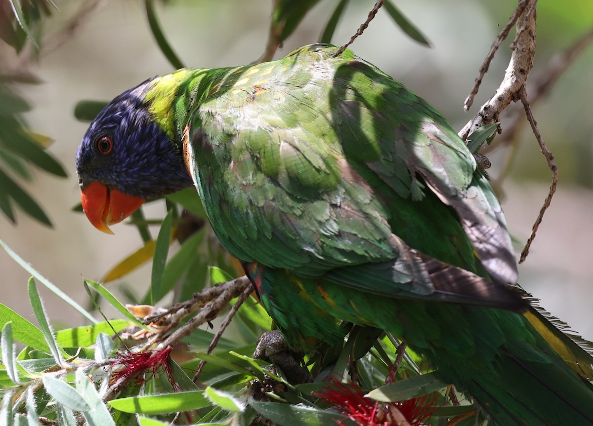 Rainbow Lorikeet - ML643687078