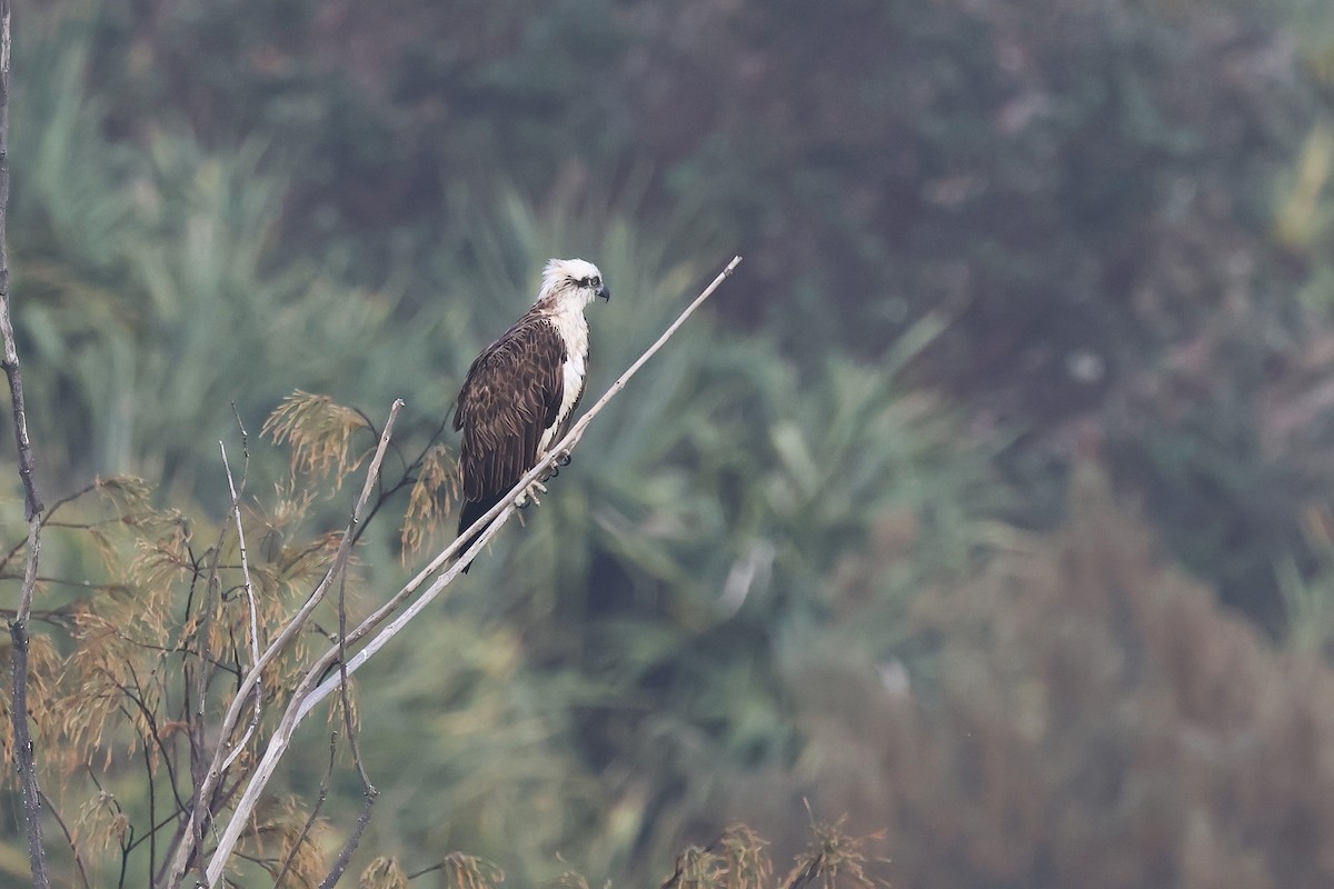 Osprey - ML643687079