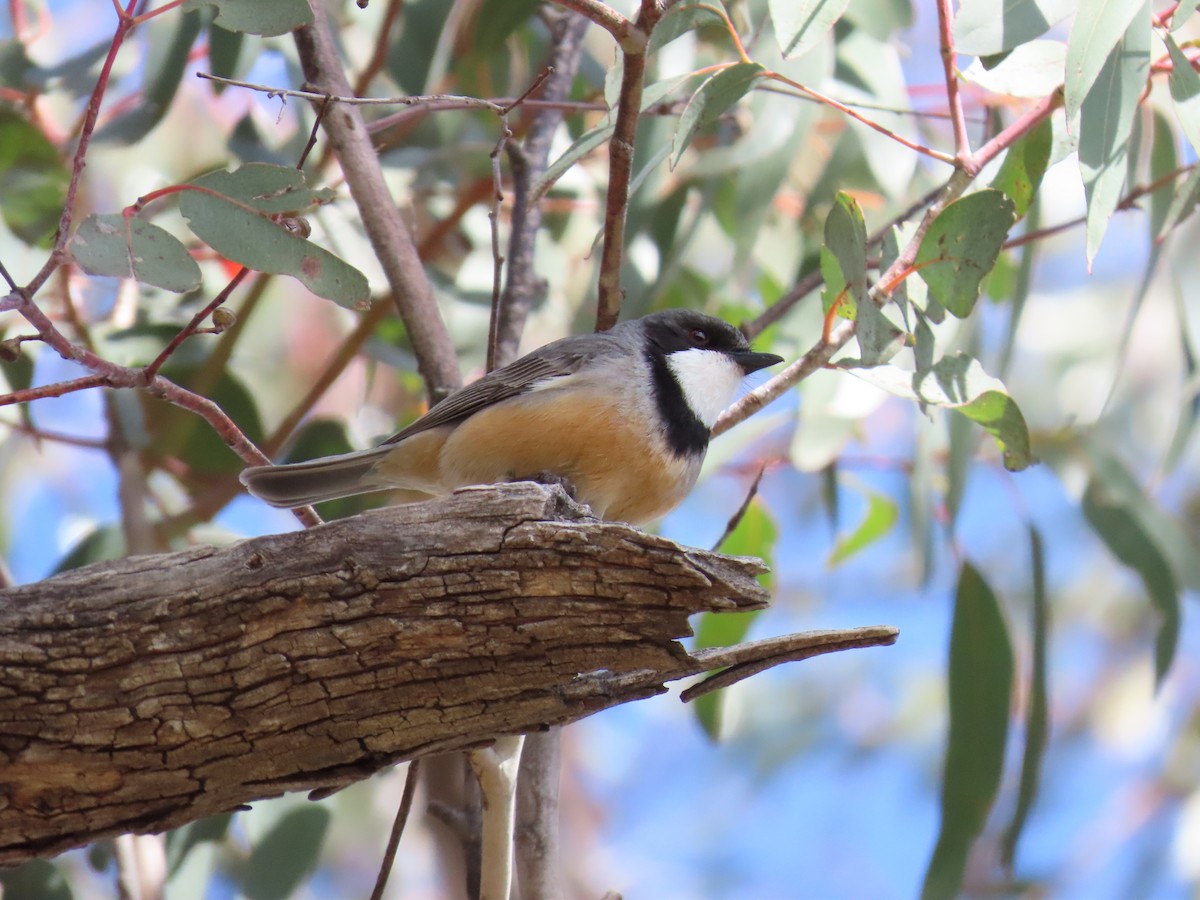 Rufous Whistler - ML643687082