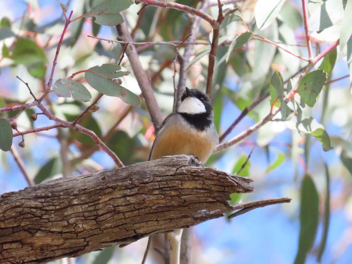 Rufous Whistler - ML643687083
