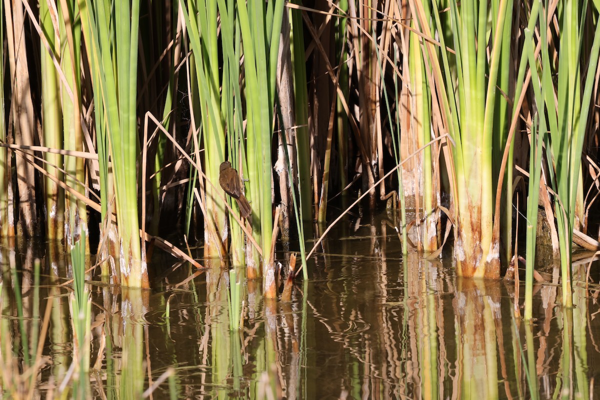Australian Reed Warbler - ML643687085