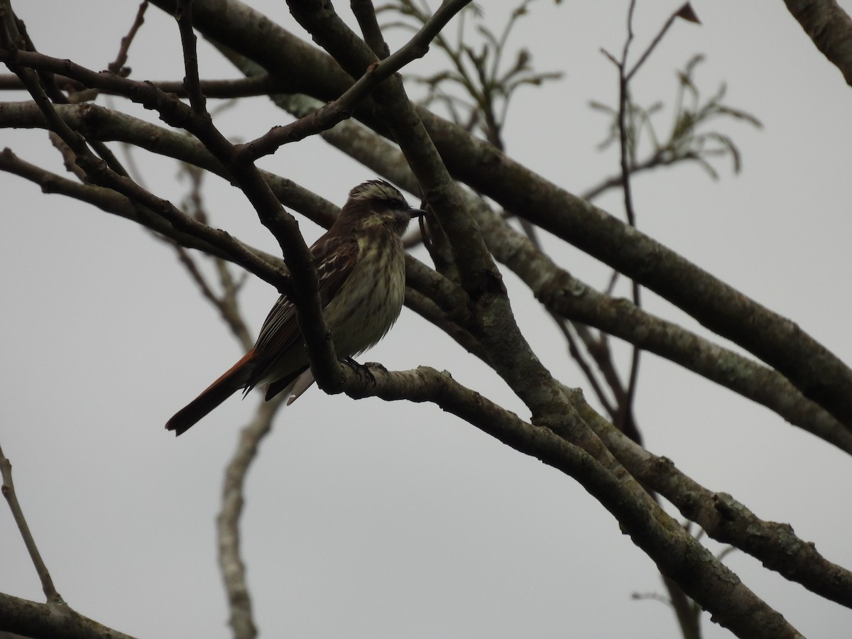 Variegated Flycatcher - ML643687087