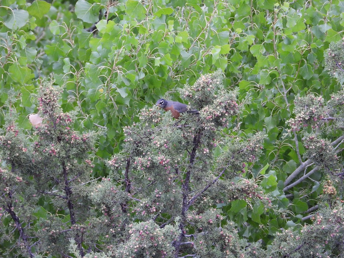 American Robin - ML643687088