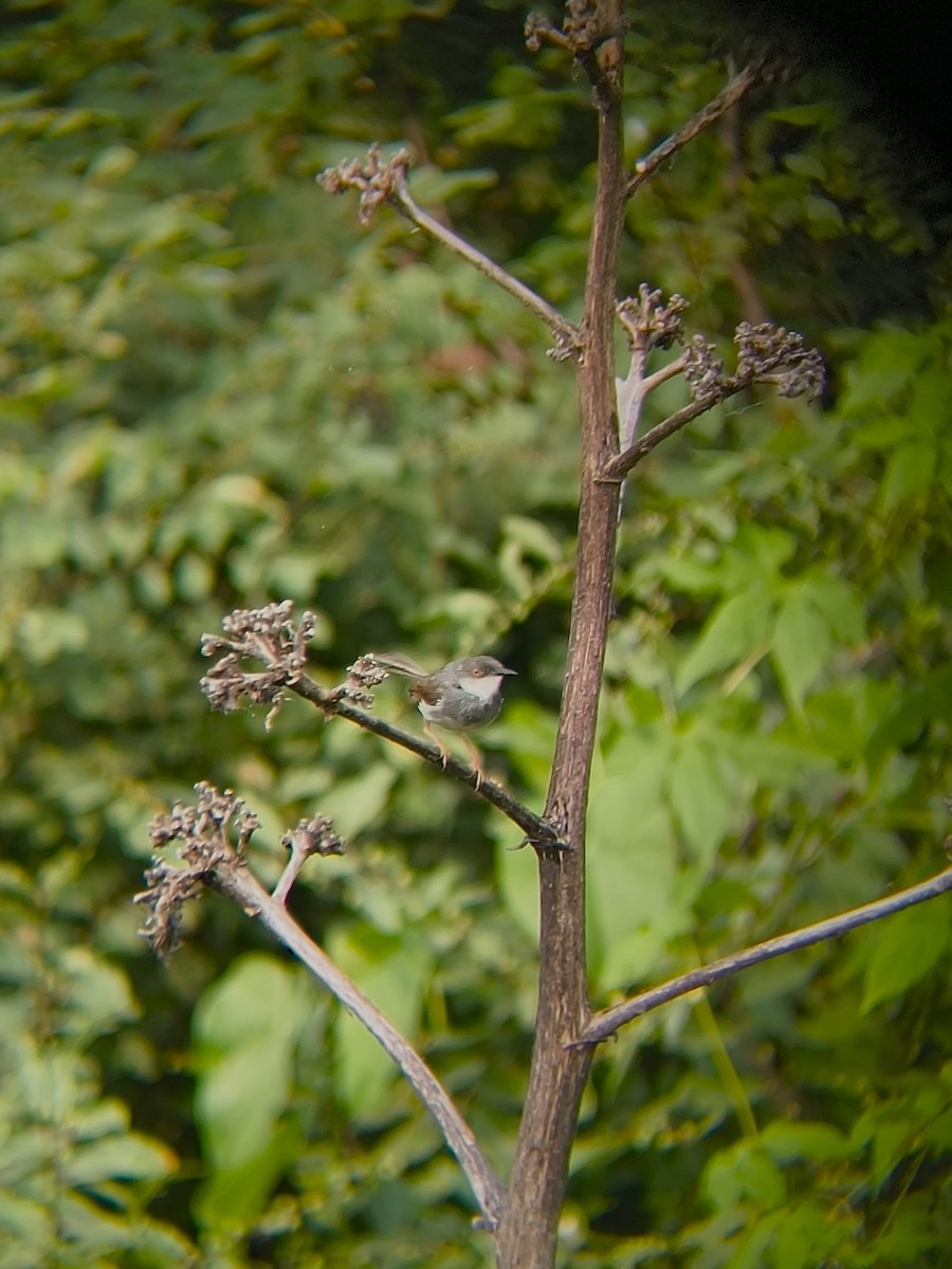 Gray-breasted Prinia - ML643687091