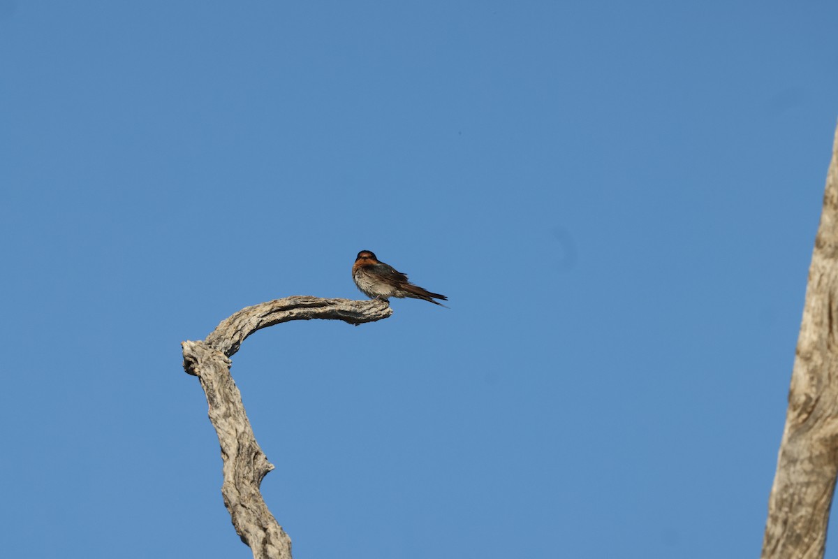 Welcome Swallow - ML643687092