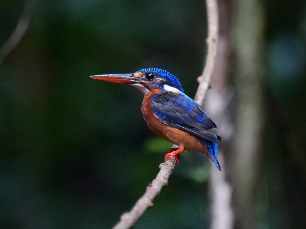 Blue-eared Kingfisher - ML643687094