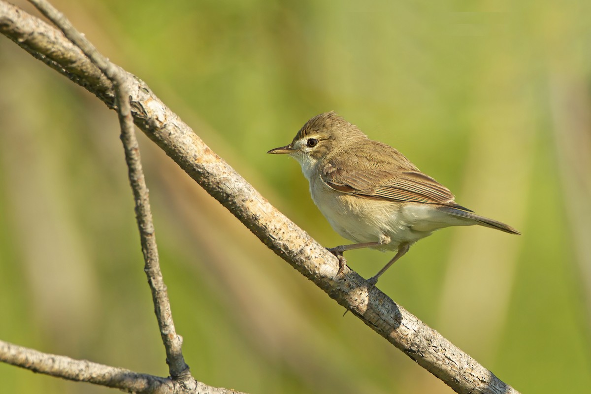 Booted Warbler - ML643687095