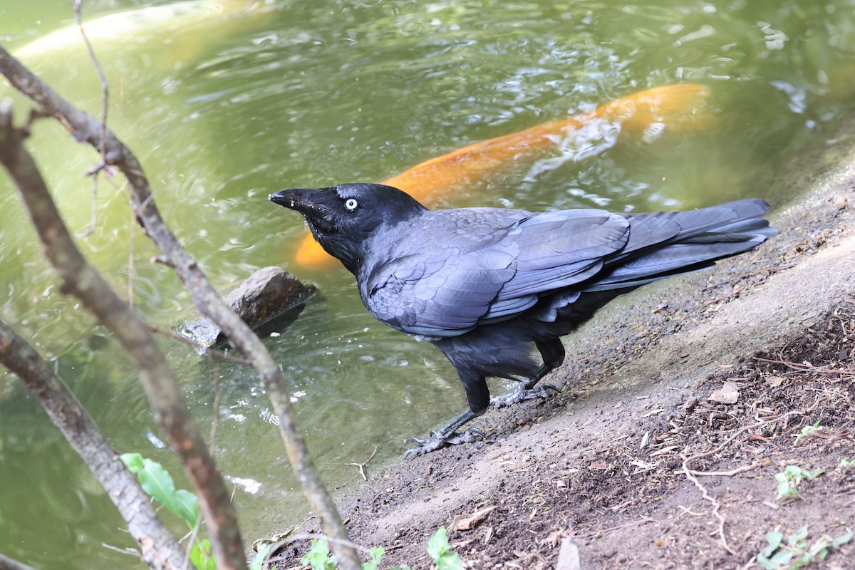 Torresian Crow - ML643687096