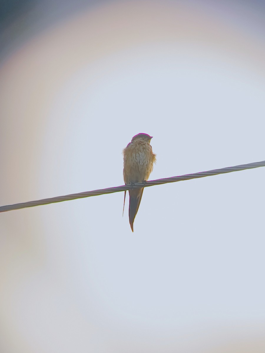 Streak-throated Swallow - ML643687097