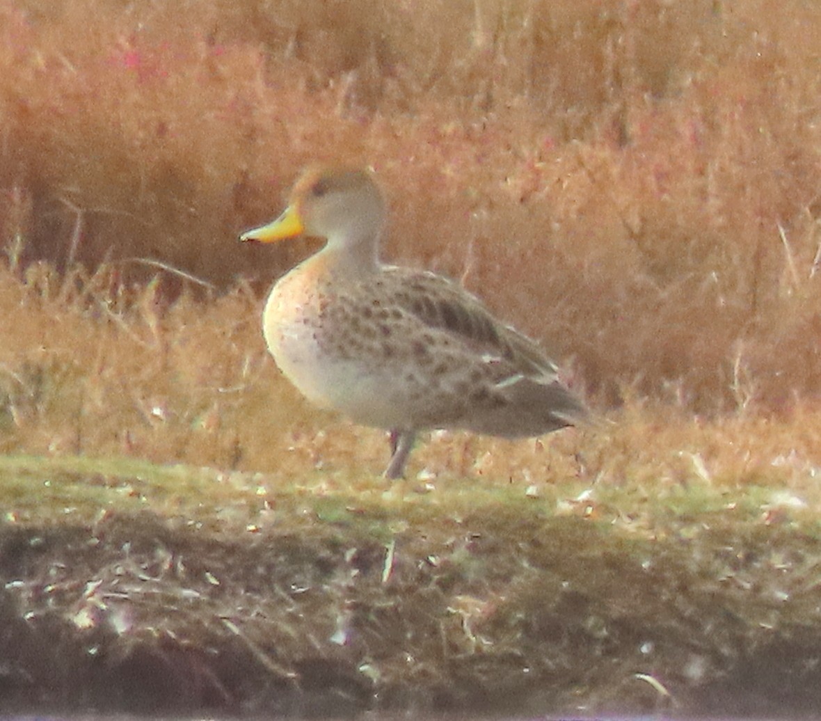 Yellow-billed Pintail - ML643687098