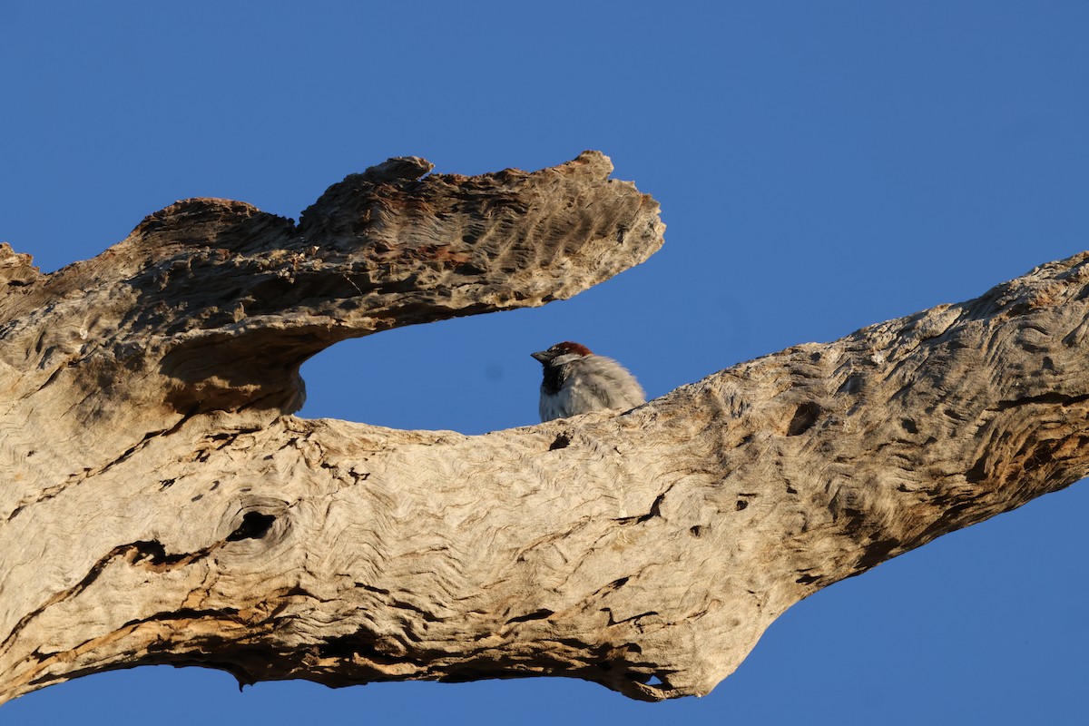 House Sparrow - ML643687099