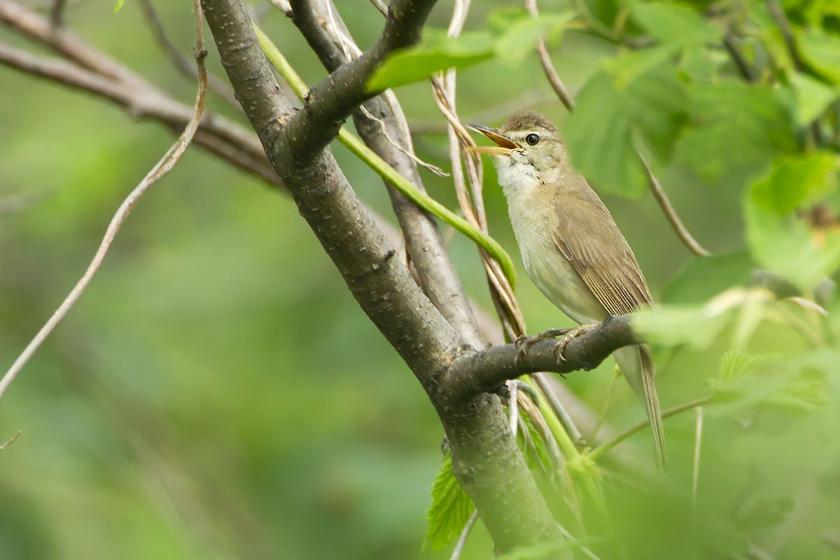Blyth's Reed Warbler - ML643687100
