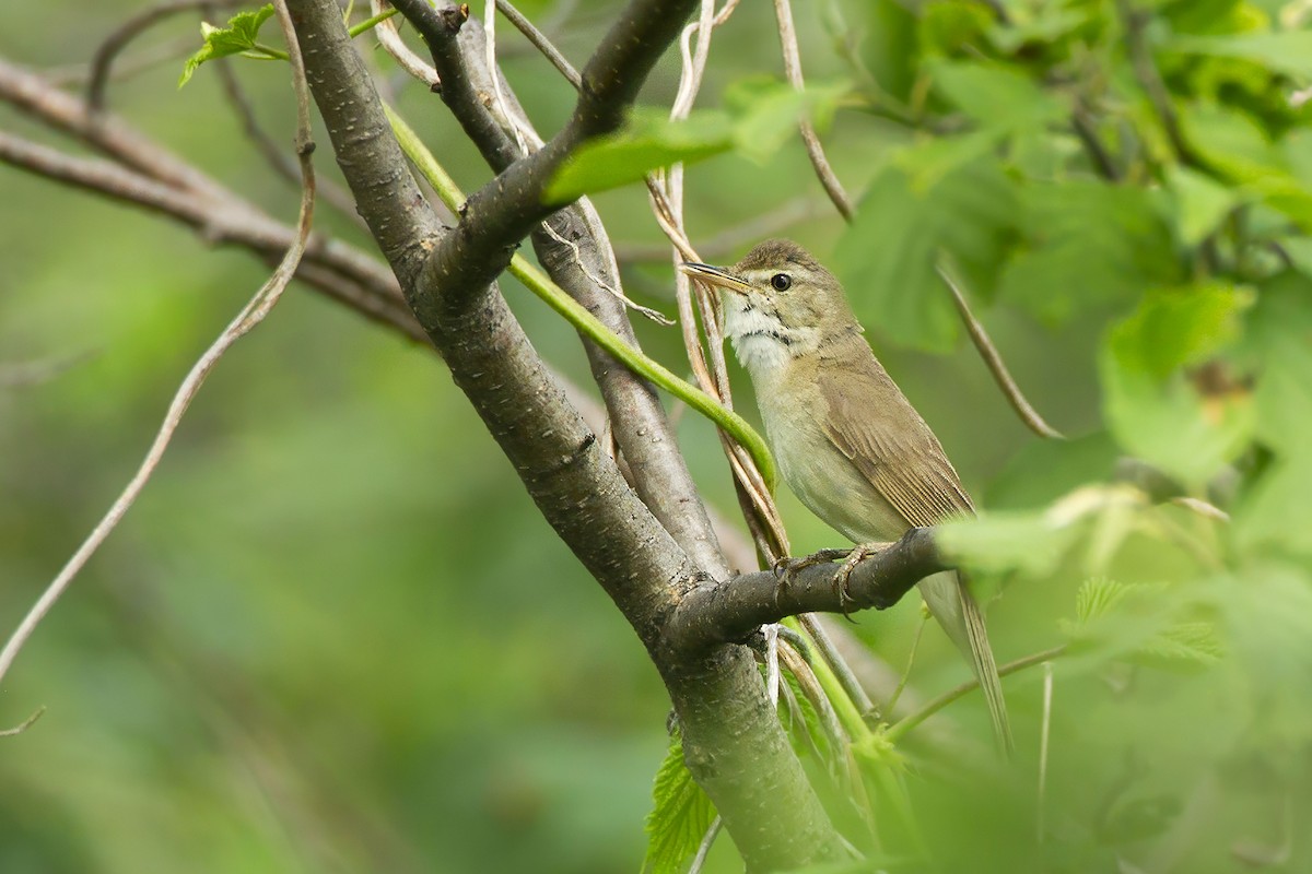 Blyth's Reed Warbler - ML643687101