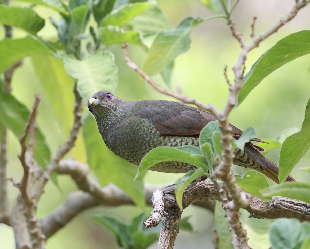 Satin Bowerbird - ML643687103
