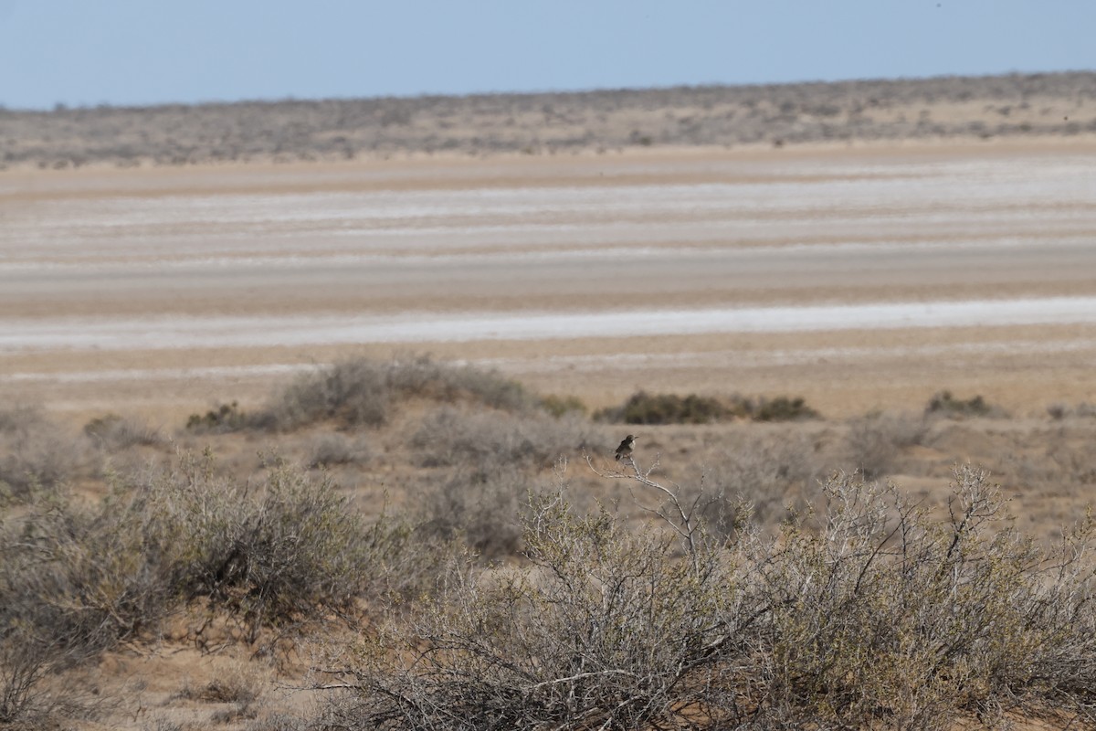 Australian Pipit - ML643687104