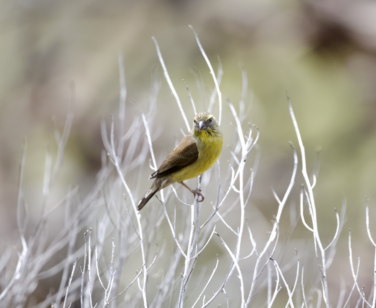 Cape Siskin - ML643687105