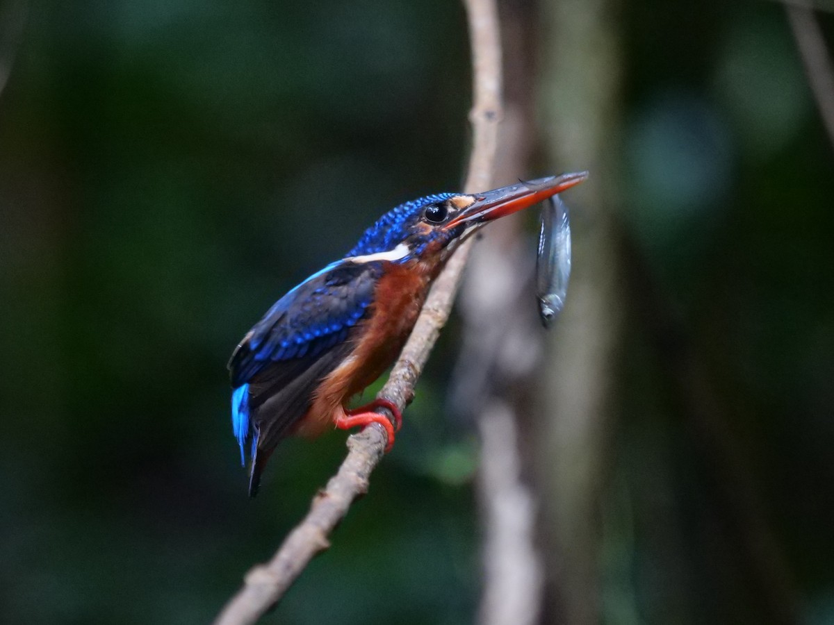Blue-eared Kingfisher - ML643687106