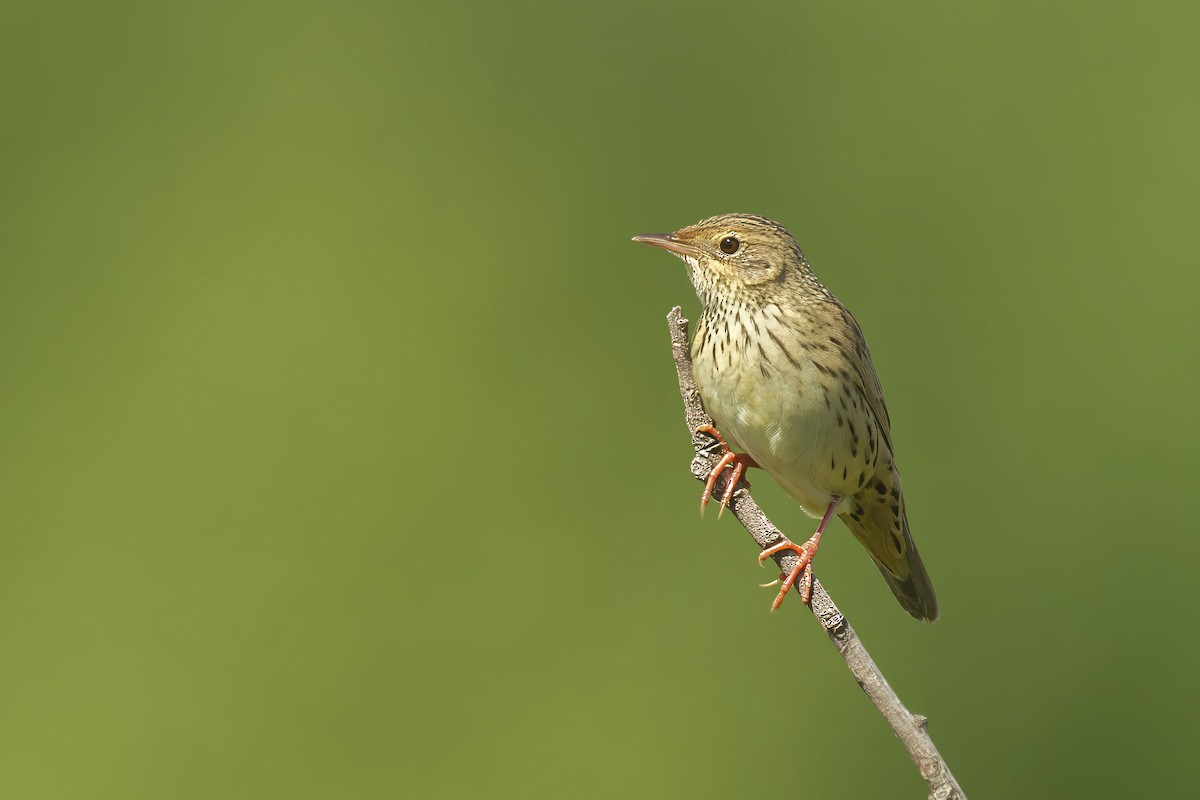 Lanceolated Warbler - ML643687107