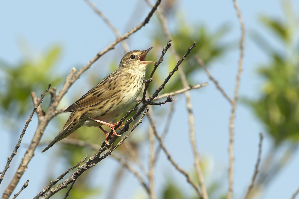 Lanceolated Warbler - ML643687108