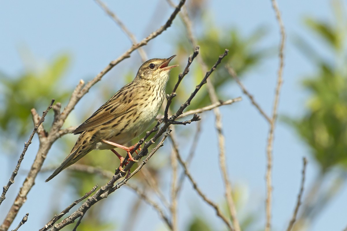 Lanceolated Warbler - ML643687109