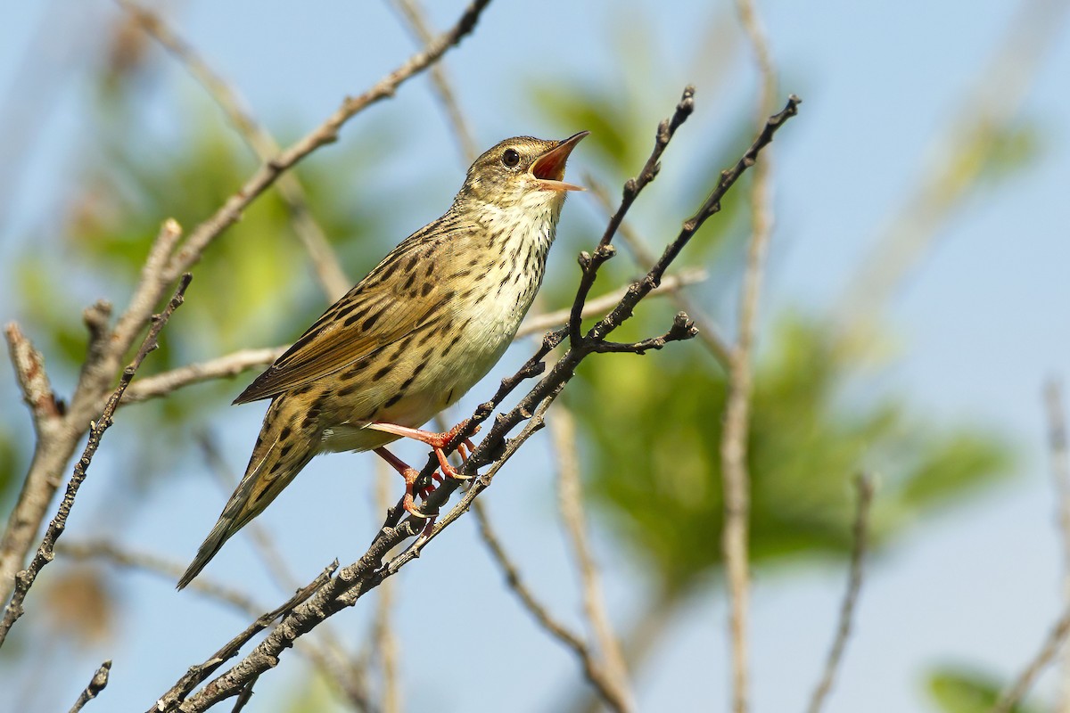 Lanceolated Warbler - ML643687110