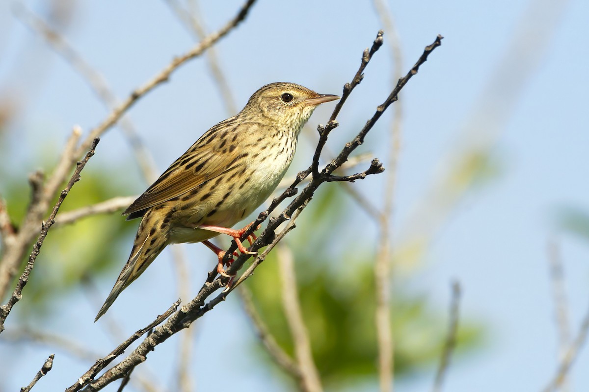 Lanceolated Warbler - ML643687111