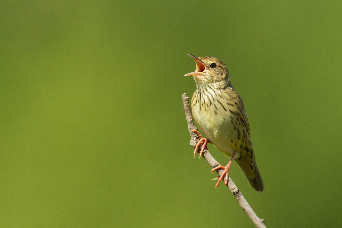 Lanceolated Warbler - ML643687112