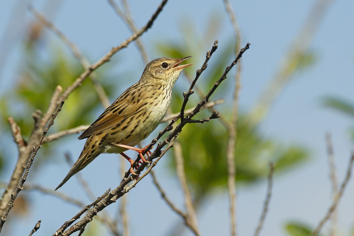 Lanceolated Warbler - ML643687113