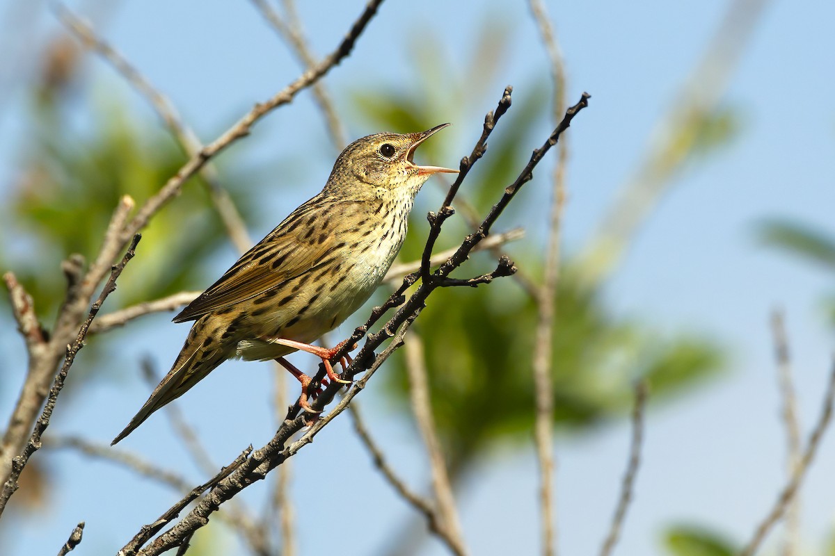 Lanceolated Warbler - ML643687114