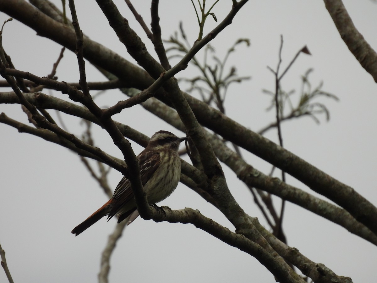 Variegated Flycatcher - ML643687129