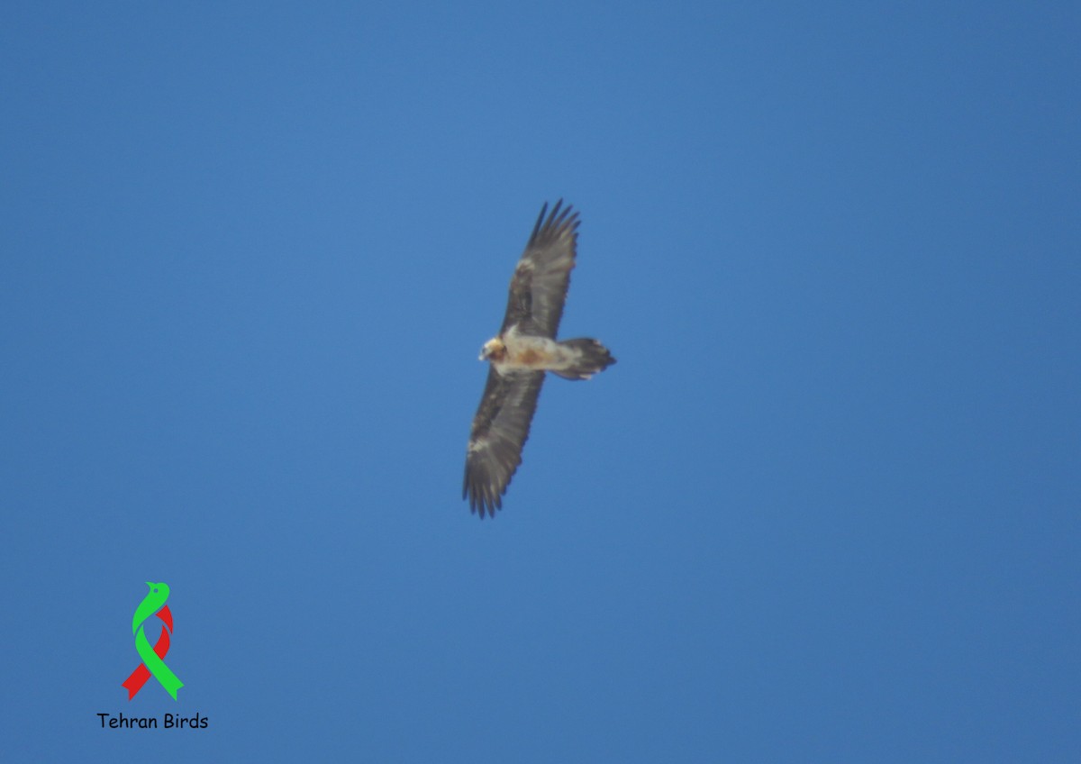 Bearded Vulture - ML643687132