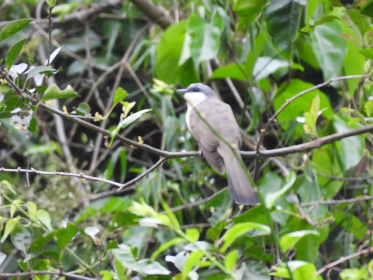 Dark-billed Cuckoo - ML643687141