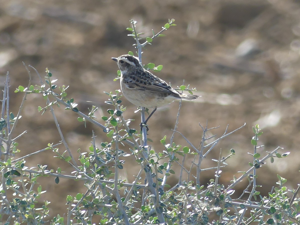Tarier des prés - ML643687152