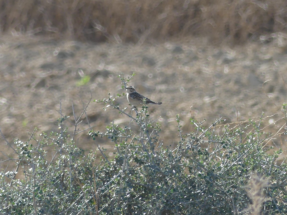 Tarier des prés - ML643687153