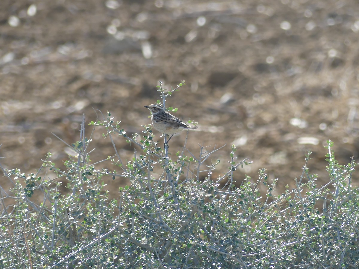 Tarier des prés - ML643687154