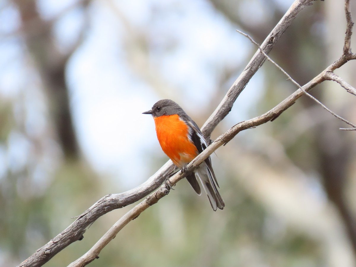 Flame Robin - ML643687158