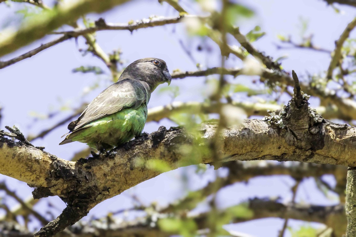 gulissepapegøye - ML643687167