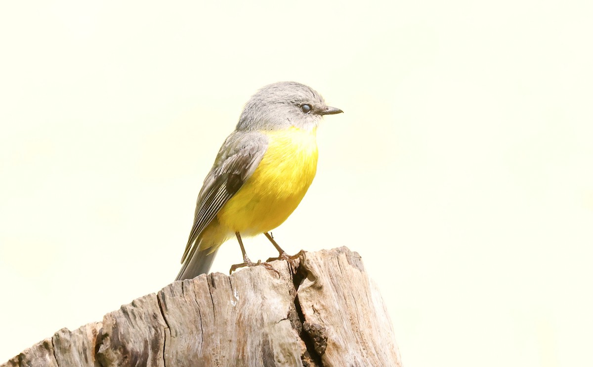 Eastern Yellow Robin - ML643687186