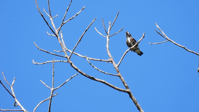White-browed Purpletuft - ML643687199