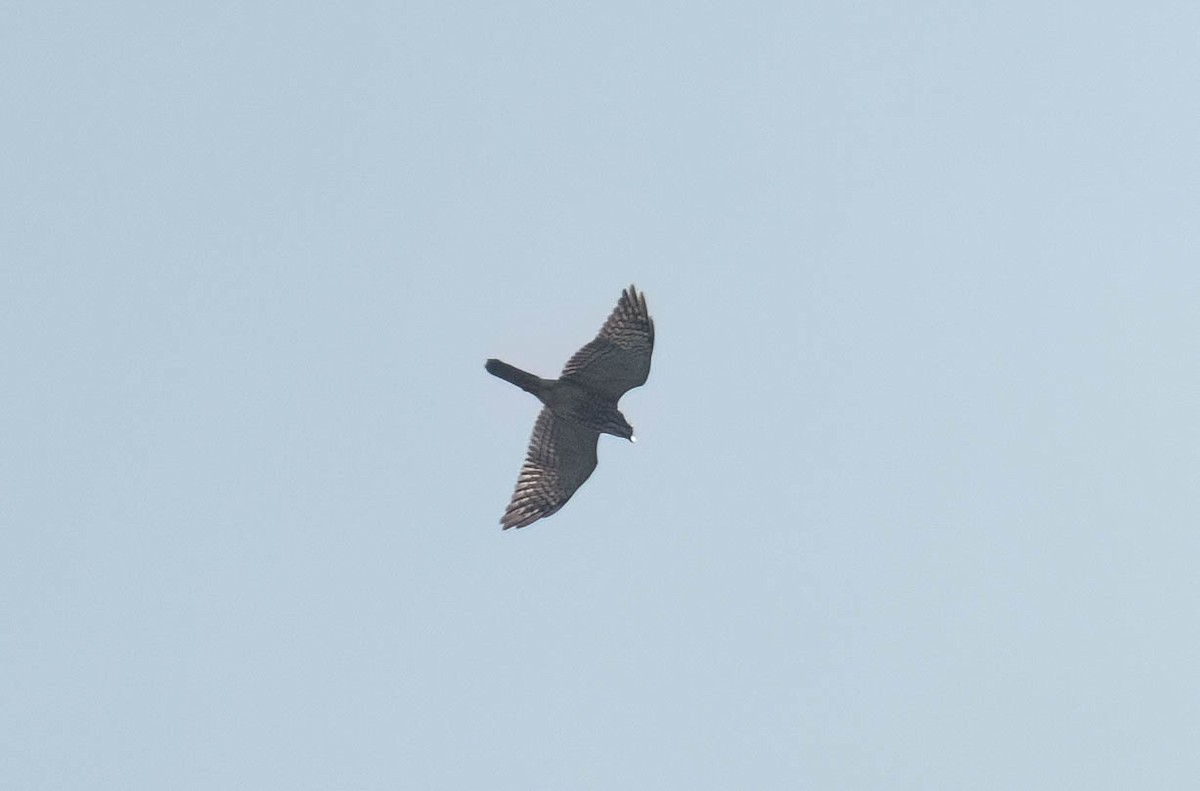 Gray-faced Buzzard - ML643687202