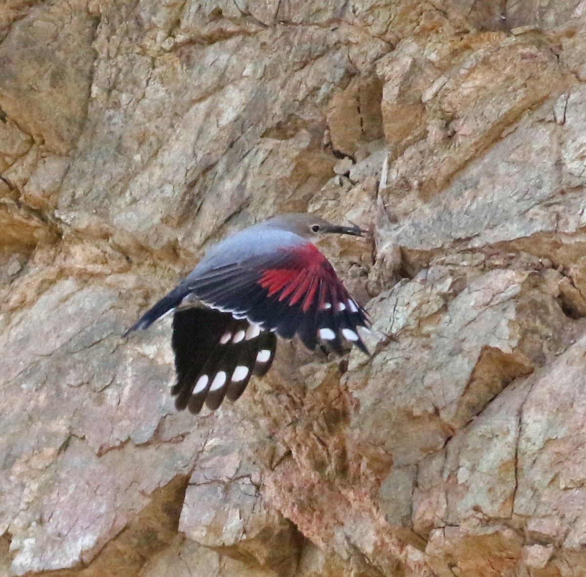 Wallcreeper - ML643687234