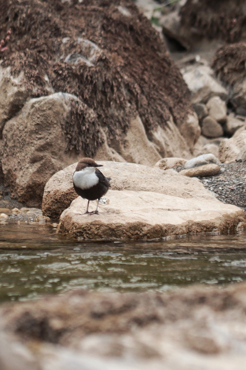 White-throated Dipper - ML643687242