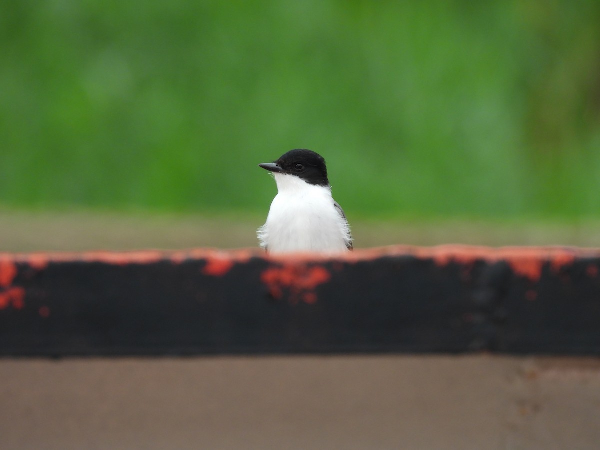 Fork-tailed Flycatcher - ML643687271