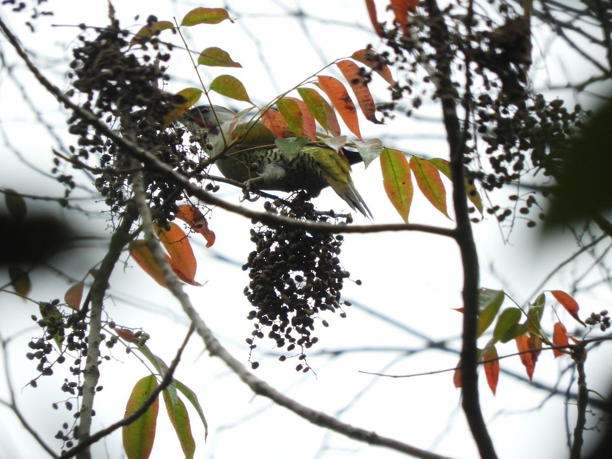 Japanese Woodpecker - ML643687273