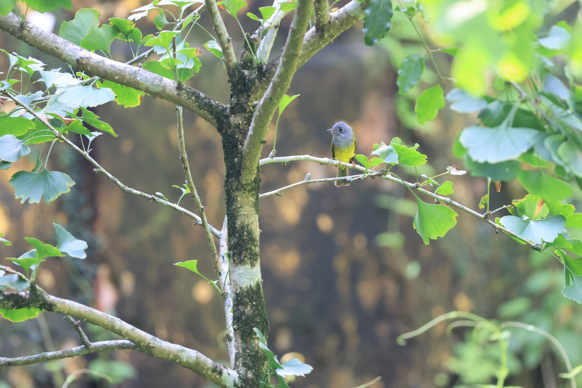 Gray-headed Canary-Flycatcher - ML643687291