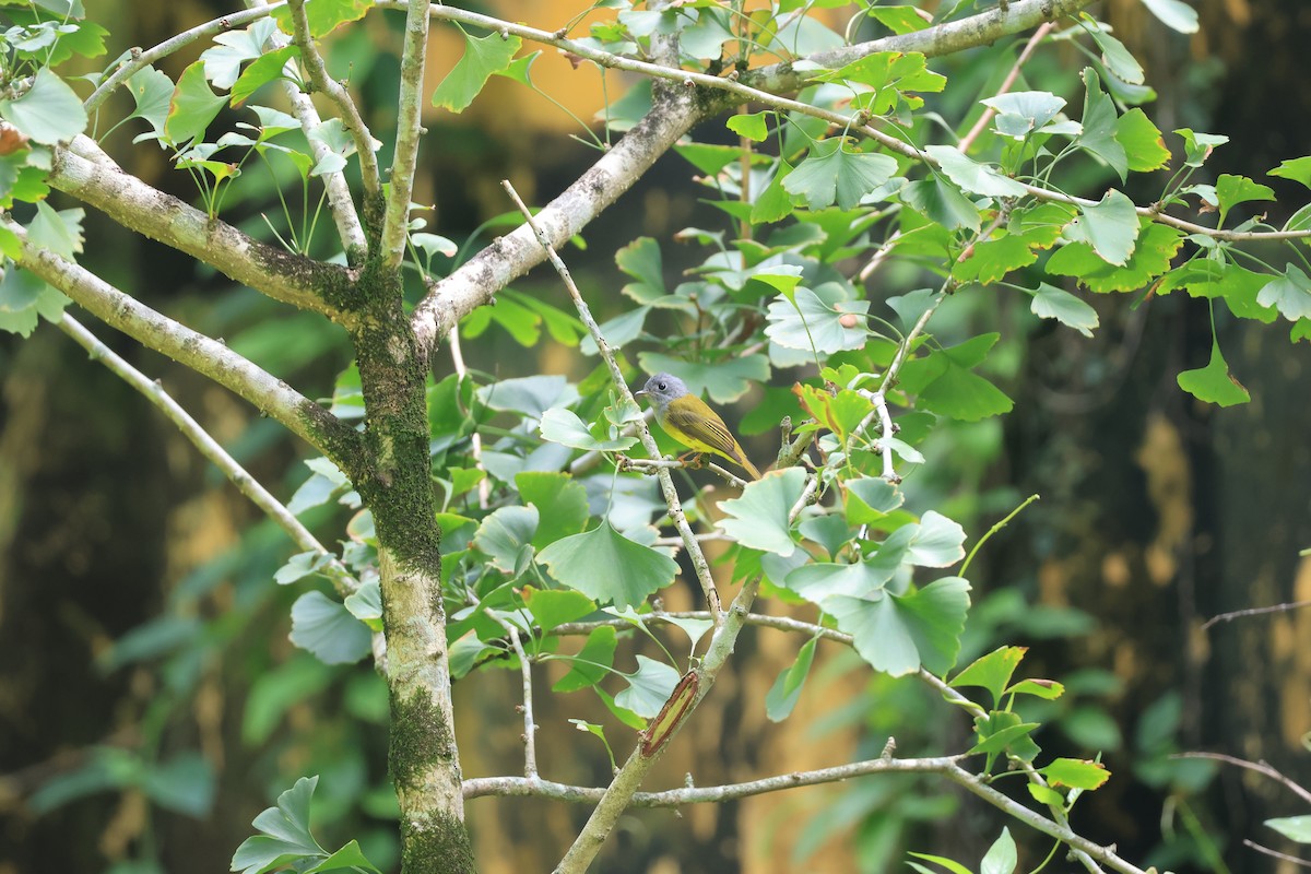 Gray-headed Canary-Flycatcher - ML643687298