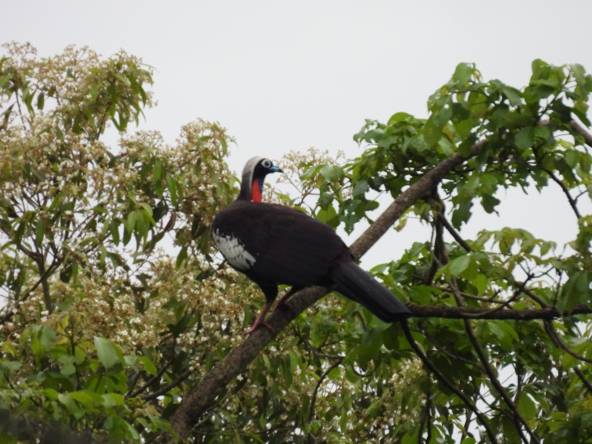 Black-fronted Piping-Guan - ML643687313