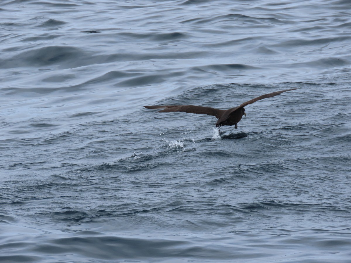 White-chinned Petrel - ML643687337